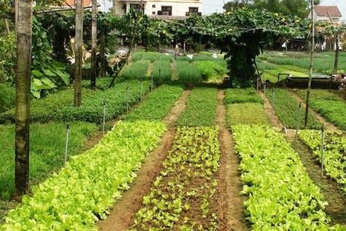 Thủ tục chuyển mục đích sử dụng đất nông nghiệp