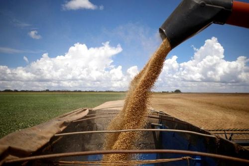Giá đậu tương lao dốc trước triển vọng nguồn cung từ Argentina
