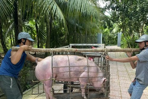 Cần ban hành quy chuẩn kỹ thuật quốc gia đối với cơ sở giết mổ nhỏ lẻ