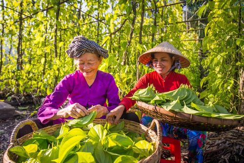 Làng trầu Vị Thủy lắng đọng hồn quê