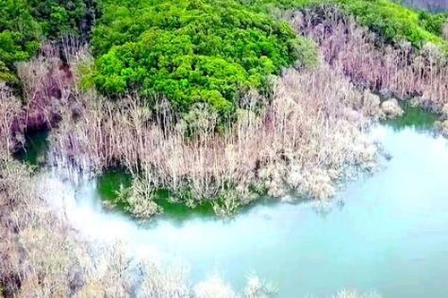 Lãnh đạo tỉnh Kon Tum chỉ đạo xử lý vụ thủy điện tích nước làm chết 25 ha rừng
