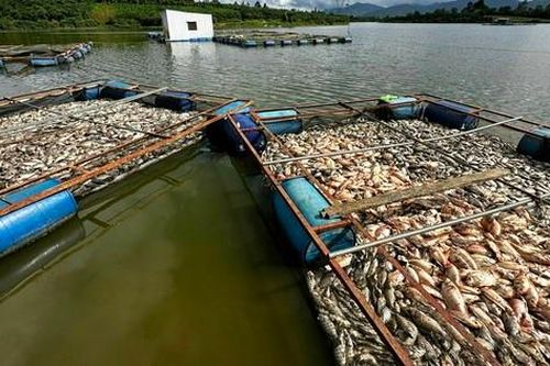 Lâm Đồng: Làm rõ nguyên nhân cá chết la liệt trên hồ Mai Thành