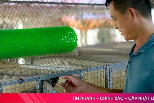 Nuôi chồn hương thu lãi lớn, người dân cũng phải lưu ý các thủ tục cần thiết