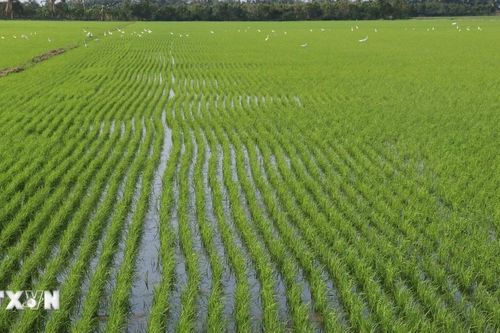Đồng Tháp có hơn 1.200 mã vùng trồng, với diện tích hơn 114.000ha