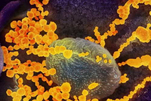 Các biến thể mới của virus SARS-CoV-2 có xu hướng tăng mạnh tại Italy