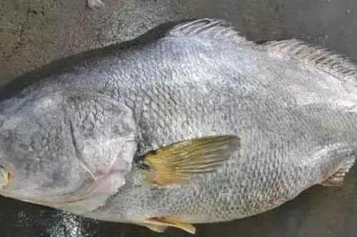 Người đàn ông chi 396 triệu đồng mua con cá nặng 55kg