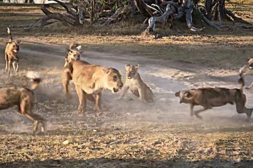 Clip: Bảo vệ con nhỏ, sư tử mẹ liều mình chiến đấu với đàn chó hoang hơn chục con