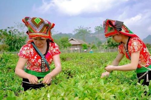 Năm 2025 được Liên Hợp Quốc chọn là Năm Quốc tế Hợp tác xã lần thứ 2