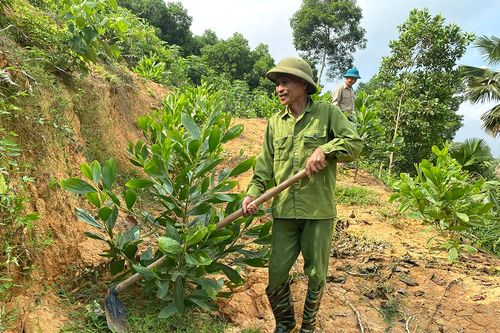 Nỗ lực phát triển lâm nghiệp bền vững