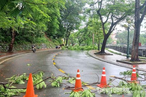 Gãy 1 cột điện và cây phượng bật gốc trên đường Hà Huy Tập