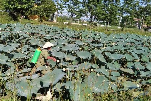 Mất mùa sen