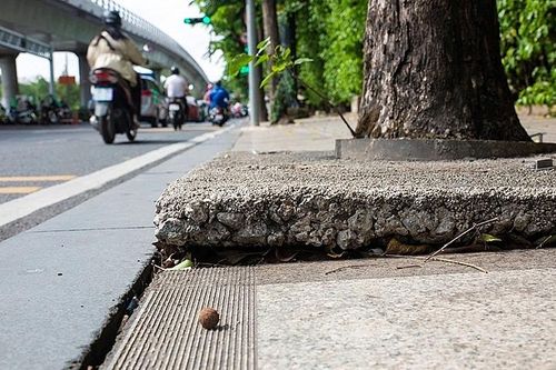 Thành phố Hồ Chí Minh: Xử lý tình trạng cây xanh bị trám bít bê tông tại một số tuyến đường