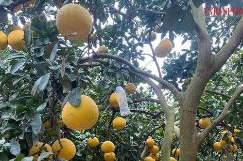 Nông dân ngoại thành Hà Nội có thu nhập cao từ trồng một loại quả có nhiều múi