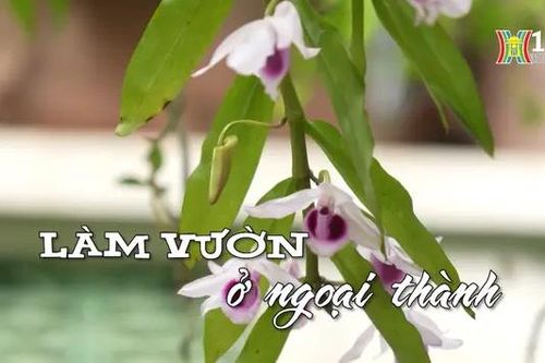 Làm vườn ở ngoại thành | Nhịp sống Hà Nội | 26/06/2024
