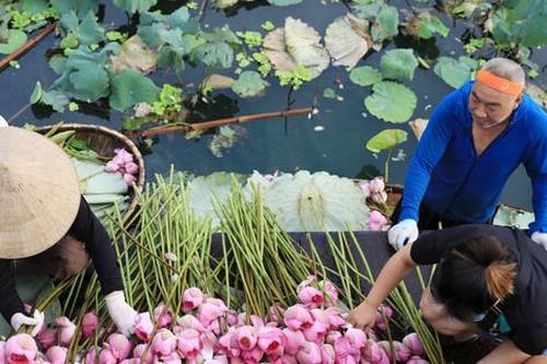 Gìn giữ sen Bách Diệp hồ Tây nổi tiếng