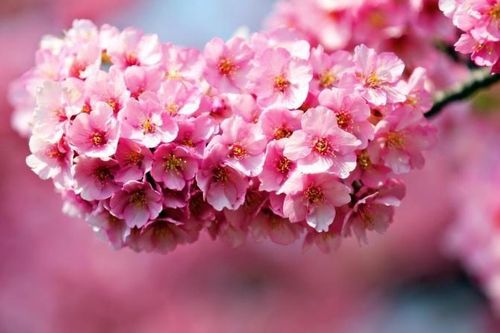 Điểm tên những loài hoa đẹp nhưng độc nhất thế giới