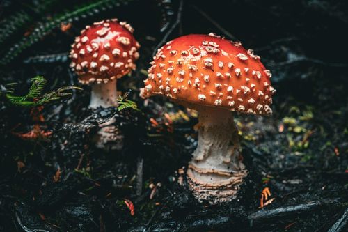 Những độc tố tự nhiên cần đề phòng