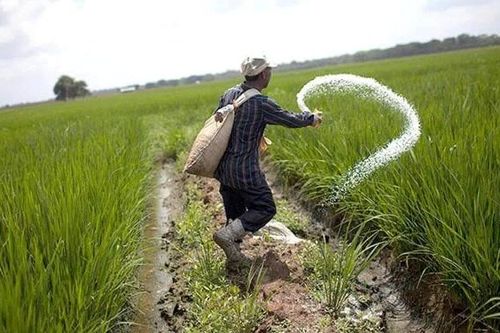 Thái Lan: Nông dân được hỗ trợ chi phí phân bón