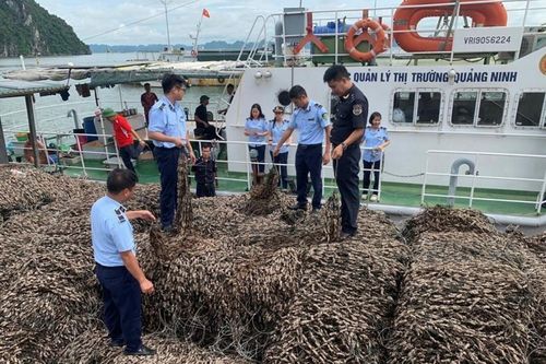 Chuyển hồ sơ vụ 63 tấn hàu giống nghi nhập lậu sang Cơ quan điều tra
