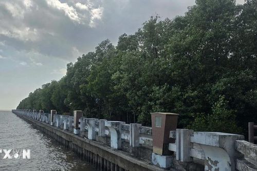 Cà Mau huy động trên 31.200 tỷ đồng xây dựng công trình phòng, chống sạt lở