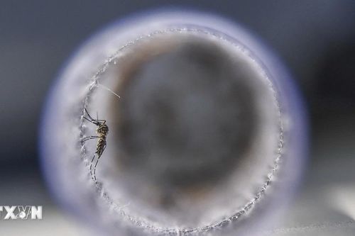 Ấn Độ ghi nhận hai trường hợp nhiễm virus Zika tại bang Maharashtra