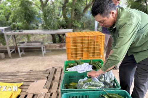 Lâm Đồng: Nông dân để bơ rụng đầy vườn vì giá xuống thấp kỷ lục