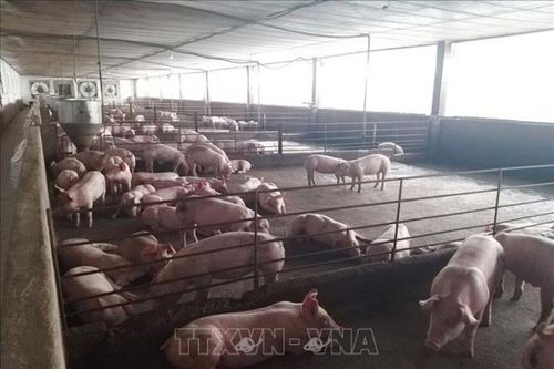 Tăng vùng an toàn dịch bệnh, đưa sản phẩm chăn nuôi ra thị trường thế giới
