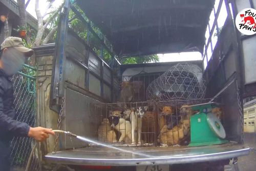 'Đường đến lò mổ' - bộ phim ám ảnh về nạn buôn bán thịt chó, mèo ở Việt Nam