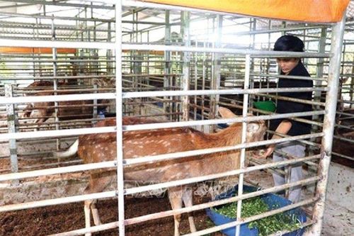 Nuôi loài vật quý để 'cưa sừng' lấy lộc, anh nông dân thu lãi nửa tỷ đồng
