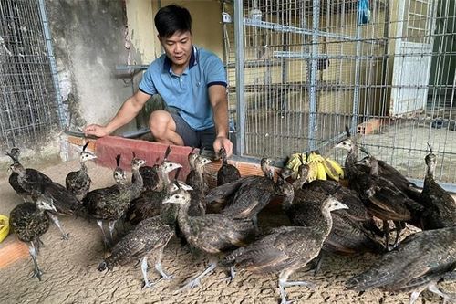 Doanh nghiệp chăn nuôi xin cơ chế để phát triển cơ sở giết mổ