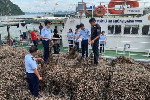 Quảng Ninh: Chuyển công an điều tra vụ 63 tấn hàu giống nghi nhập lậu