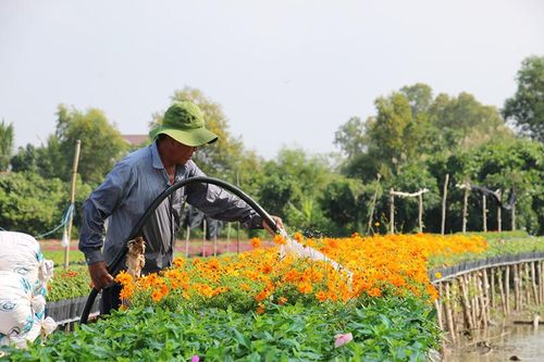 Nâng cao giá trị ngành hàng hoa kiểng