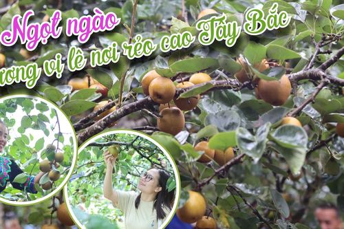 Ngọt ngào vị lê nơi rẻo cao Tây Bắc