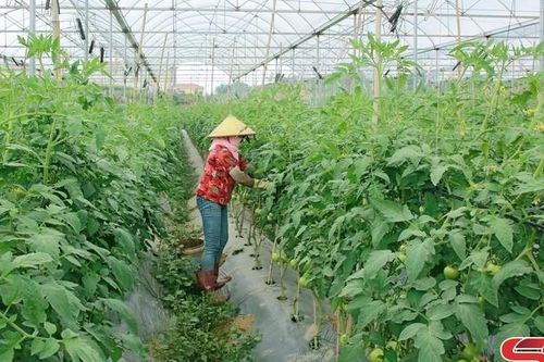 Vân Hồ hình thành vùng sản xuất hàng hóa tập trung