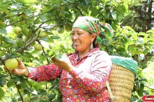 Giống mới nơi vùng cao Tà Xùa
