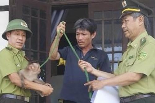 Thả khỉ đuôi lợn về rừng
