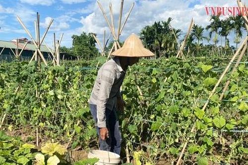 Nông dân 'sống khỏe' nhờ trồng rau sạch '5 không'