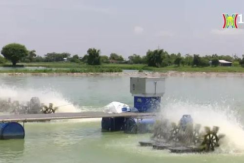 Hà Nội phát triển nuôi trồng thủy sản VietGAP | Nông nghiệp nông thôn | 27/06/2024