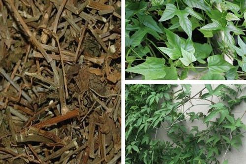 Loại cây mọc hoang giảm đau, giảm viêm, tốt cho xương khớp