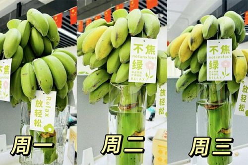 Chàng trai bỏ việc, kiếm 7 tỷ đồng/tháng nhờ bán chuối xanh 'chữa lành'