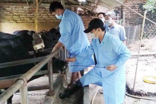 Xử lý nghiêm trường hợp giấu dịch, làm lây lan dịch bệnh gia súc, gia cầm