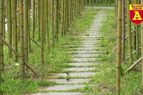 Ngắm hàng trúc xanh bên hồ Trúc Bạch