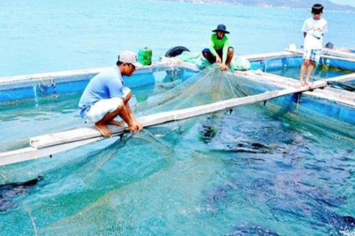 Xây dựng cơ chế chính sách thu hút đầu tư để phát triển nghề nuôi biển