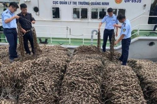 Quảng Ninh: phát hiện 63 tấn hàu giống không nguồn gốc