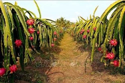 Trợ lực cho cây ăn quả chủ lực