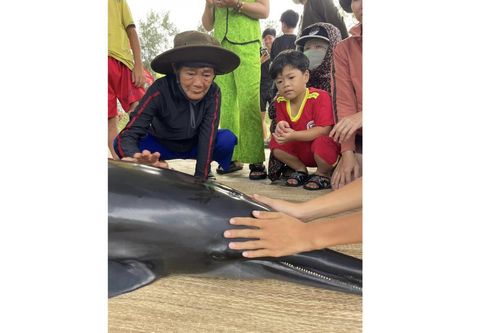 Cá Ông lụy bờ