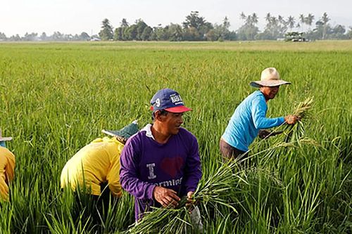 Giới trẻ Philippines không thiết tha với trồng lúa