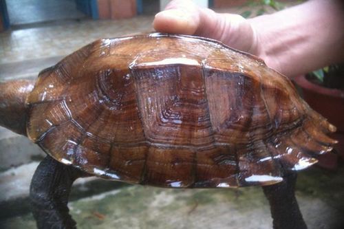 Cận cảnh rùa sa nhân cực hiếm vừa được người dân bàn giao ở Huế