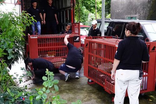 Giải cứu 2 cá thể gấu ngựa bị nuôi nhốt lâu năm ở Hà Nội