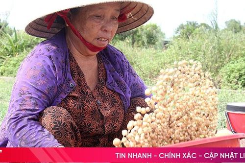 Nông dân Nghi Xuân tất bật vào vụ thu hoạch hành tăm